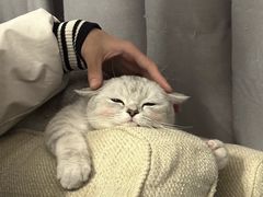 -猫十亿·布偶金渐层·曼基康矮脚猫舍(青年路店)