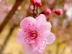 -白塘生态植物园