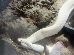 -合肥野生动物园