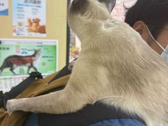 -瑞派蒂凯宠物医院·免疫点·宠保定点