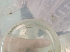 -东莞植物园