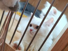 -山宅一喵德文卷毛猫舍