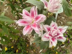 -郑州中国绿化博览园