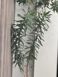 -张小野·专业半永久纹眉