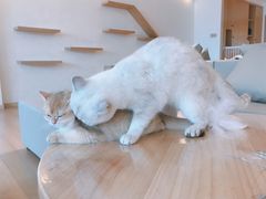 -猫腻·猫咖·撸猫馆(星光大道店)