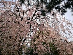 -西安青龙寺遗址景区