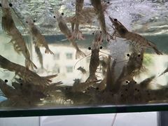 -海之鲜大排档(东山海鲜金銮湾店)