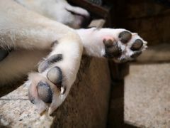 -more than meow吴止猫主题餐厅(承德 中船汇店)