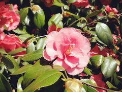 -上海市龙华烈士陵园