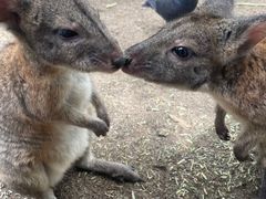 -费瑟代尔野生动物园
