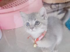 -糯米喵星人总部直营旗舰店·猫舍·幼猫出售