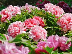 -莲花池公园