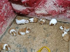 -上海大自然野生昆虫馆(东方明珠·爬宠昆虫探索中心)