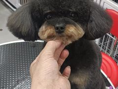 -美联众合动物医院·24h京西诊疗中心