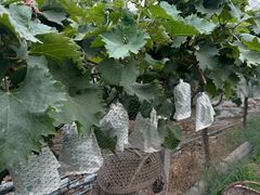 -马陆小张葡萄园农家乐