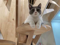 -momokira米努特·德文卷毛猫·棉花面纱犬
