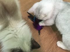 -柯斗斗主题餐厅·狗咖·围炉煮茶·茶饮(国瑞升平里店)