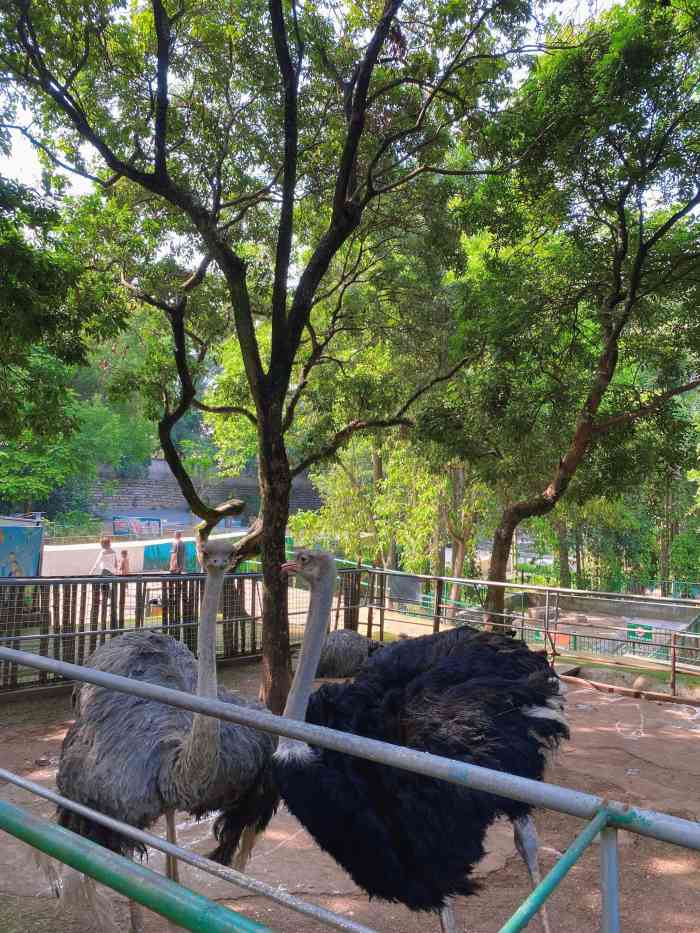 漳州市动物园-"虽然不大,但有不少凶猛动物.虎,狮,狼,.