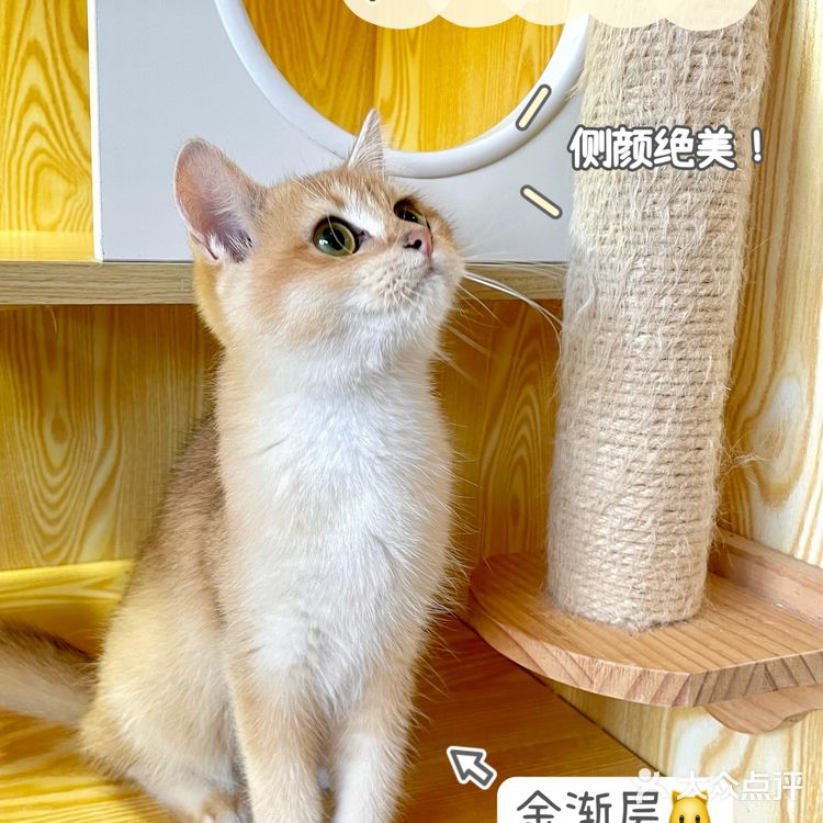 上海宠物店推荐|找到了买猫狗的好地方！