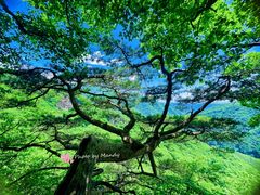 -五女峰国家森林公园