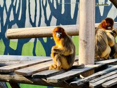 -北京野生动物园