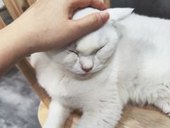 -楼上猫咖(罗湖店)