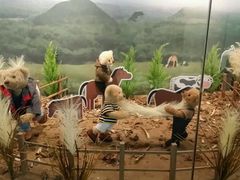 -济州岛泰迪熊博物馆