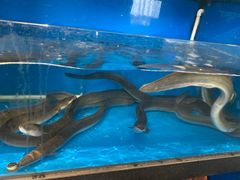 -华盛丰温州大排档(东三环南路店)