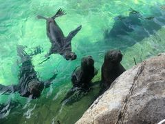 -珠海长隆海洋王国