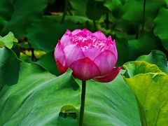 -莲花池公园