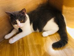 -啵啵喵·猫咖(攀华国际店)