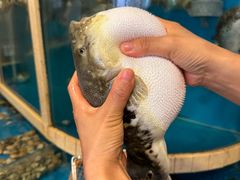 -天正河鲀·河豚亭(大连店)