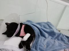 -达爱动物医院·犬猫分区·CT·复杂眼科(远洋山水分院)