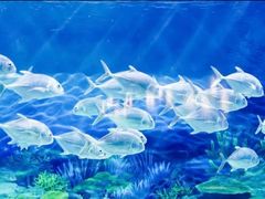 -上海海洋水族馆