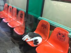 -猫咪博物馆(顶澳仔猫街店)