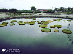 -白洋淀景区