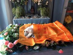 -彩虹桥宠物火化殡葬善终服务(金乐大厦店)