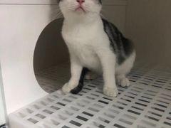 -lincat·猫舍(广州店)