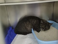 -中农国际动物医院24小时·猫科·骨科·急重症中心