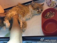 盛京一禾-盛京一禾