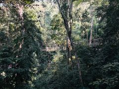 -西双版纳原始森林公园