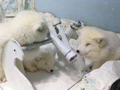 -哈尔滨极地公园