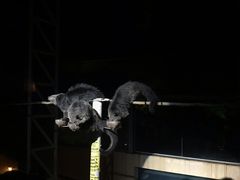 -清迈夜间动物园