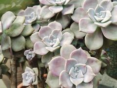 -桂林市花鸟市场