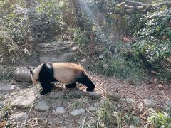 -都江堰中华大熊猫苑
