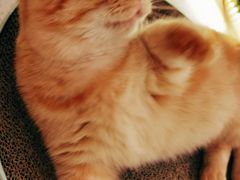 -飞行喵MR PILOT|猫舍·猫咖(静安大融城店)