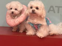 -和它·交个朋友·狗咖猫咖(爱琴海店)