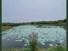 -上海海湾国家森林公园