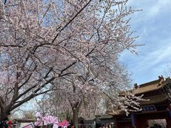 -桃花堤公园