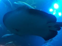 -迪拜水族馆及水下动物园